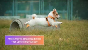 7 Most Playful Small Dog Breeds That Love To Play All Day