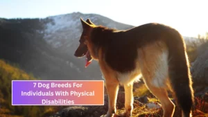 7 Dog Breeds For Individuals With Physical Disabilities