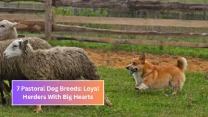 7 Pastoral Dog Breeds: Loyal Herders With Big Hearts