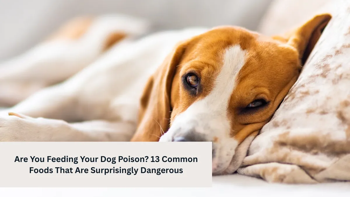 Are You Feeding Your Dog Poison? 13 Common Foods That Are Surprisingly Dangerous