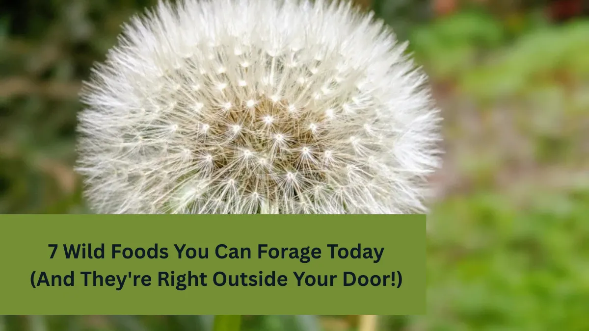 7 Wild Foods You Can Forage Today (And They're Right Outside Your Door!)