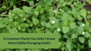 9 Common Plants You Didn't Know Were Edible (Foraging Gold!)