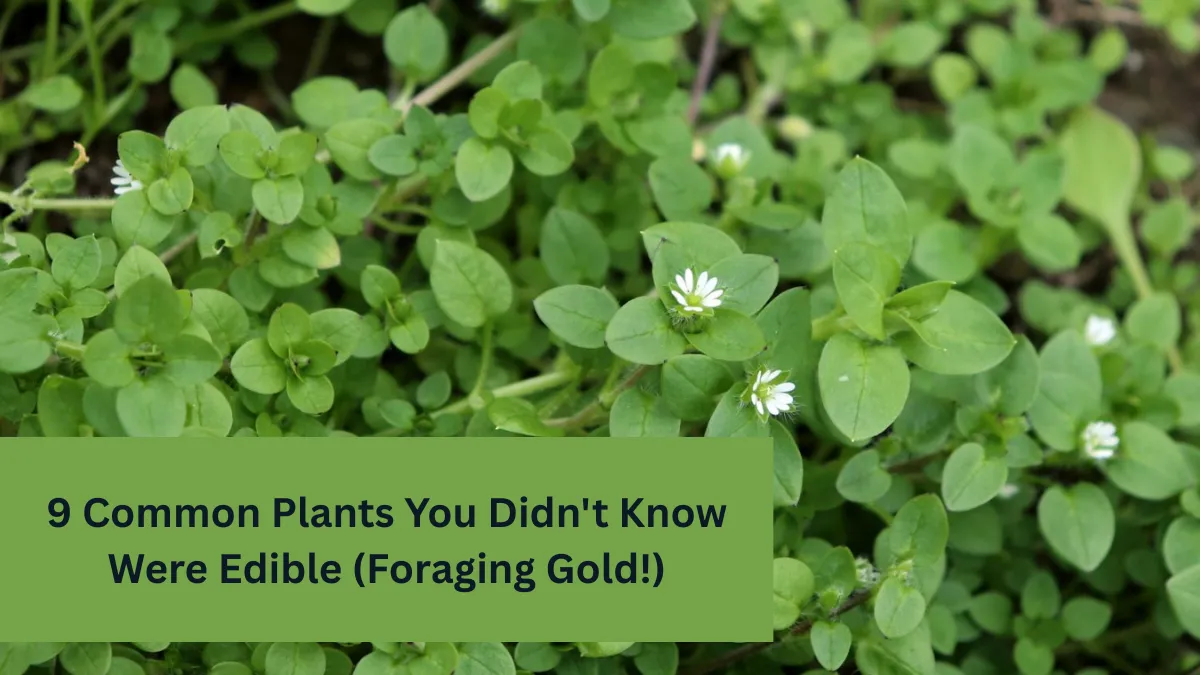 9 Common Plants You Didn't Know Were Edible (Foraging Gold!)