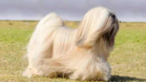 Top 7 Adorable Dog Breeds That Have The Best Hair