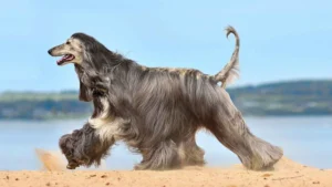 Top 7 Hound Dog Breeds: Smart, Loving, And Full Of Charm