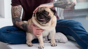 7 Dog Breeds For City Life and Small Spaces You’ll Love