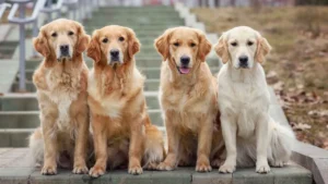 7 Most Popular Dog Breeds in New York: What’s Trending Now