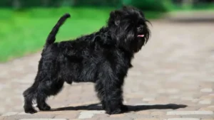 Top 7 Dog Breeds Under 15 Pounds for Every Lifestyle