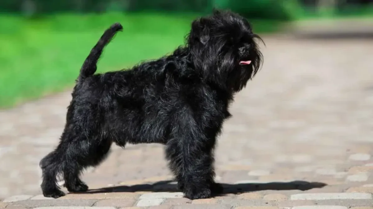 Top 7 Dog Breeds Under 15 Pounds for Every Lifestyle