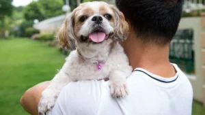 7 Ancient Emotional Support Dog Breeds: The Best Therapists