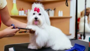 7 Dog Breeds for Grooming Enthusiasts With Tips
