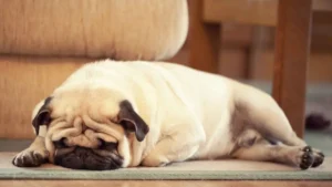 7 Extremely Prone to Snoring Dog Breeds: Snore Alert!
