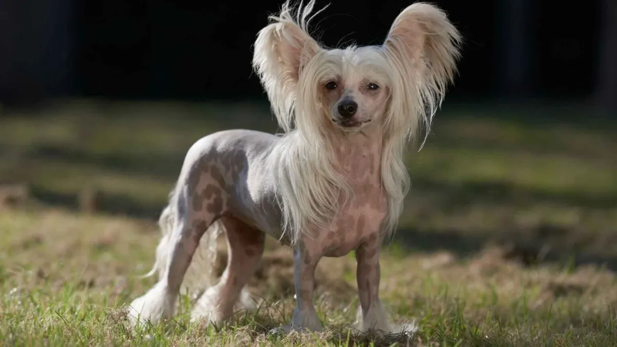 7 Quirkiest Dog Breeds on Earth that Break All the Rules